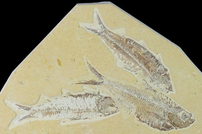 Diplomystus With Two Knightia Fossil Fish - Green River Formation #138612